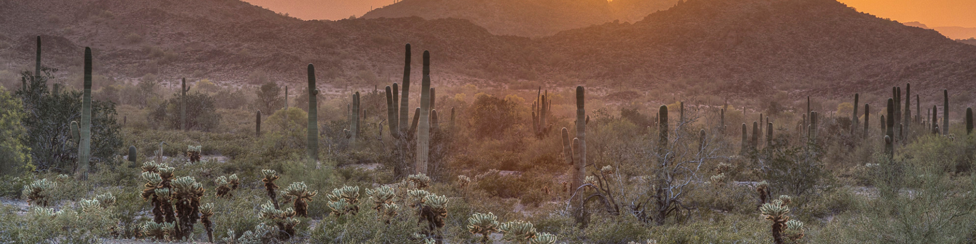 Desert landscape with cacti and mountains at sunset.